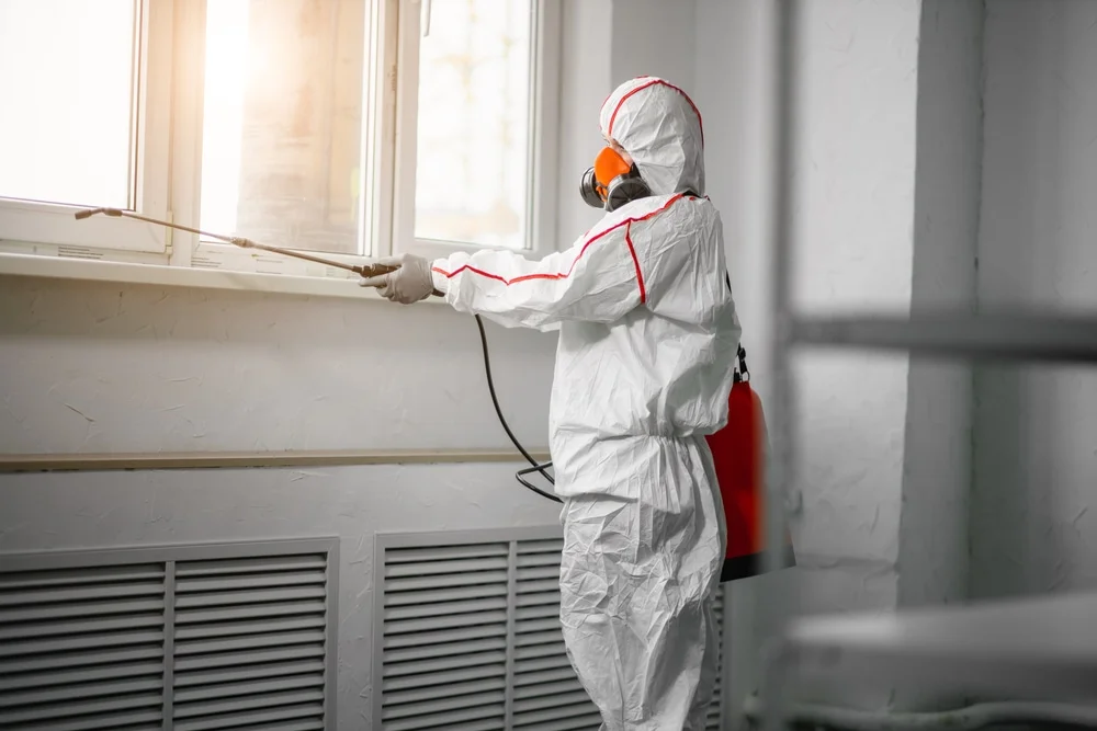 Professional mold remediation services in Pell City, AL